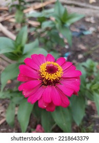 Zinnias Are Small Shrubs And Shrubs Native To Mexico, Central America, And South America. This Flower Has A Very Thin And Stiff Flower Crown Similar To A Sheet Of Paper