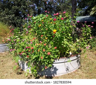 zinnias in the stock tank with moon vine - Shutterstock ID 1827830594