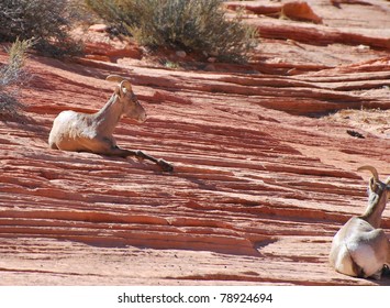 Zion National Park