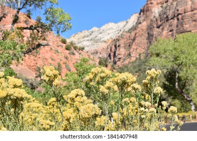 Zion National Park Flowers And Mountains 