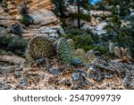 Zion National Park Outdoor USA