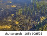 Zippel Bay is a state park in far north Minnesota on the Canadian Border and Lake of the Woods