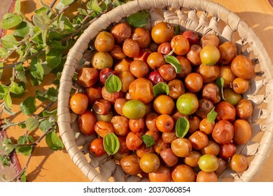 Ziziphus Jujuba Commonly Called Jujube Known Stock Photo 2037060854 ...