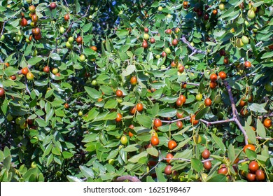 Jujube Tree Hd Stock Images Shutterstock