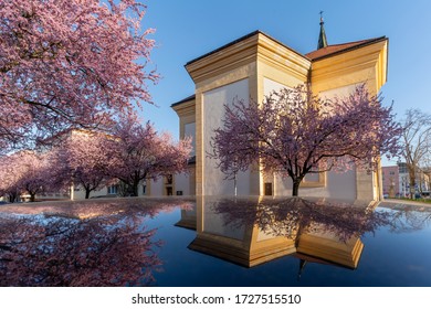 Zlin, Czechia - April 8, 2020: Blooming Trees Of Cherry Plum In The Center Of Zlin. It Is Very Known Street In The City.