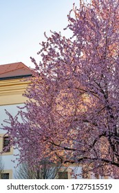 Zlin, Czechia - April 8, 2020: Blooming Trees Of Cherry Plum In The Center Of Zlin. It Is Very Known Street In The City.