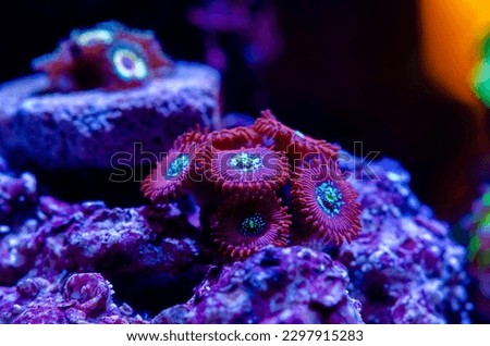 Zoanthids coral colony  inside saltwater tank