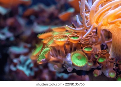 Zoanthids orange and green polyps in sea. Button zoanthids colorful aquarium nautical fauna. Zoanthus sea anemone colonial by corals reefs background. Palythoa mutuki colony in ocean, sealife details