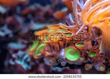 Zoanthids orange and green polyps in sea. Button zoanthids colorful aquarium nautical fauna. Zoanthus sea anemone colonial by corals reefs background. Palythoa mutuki colony in ocean, sealife details