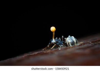 Zombie Ant Corpse And Blooming Killer Fungus