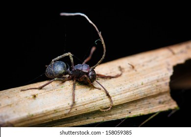 Zombie Ant, Zombie Fungus, Killer Fungi