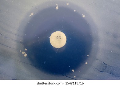 The zone on inhibition on a perti plate. - Shutterstock ID 1549113716