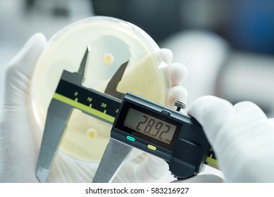 Zone Size of bacteria as sub sensitivity test on Mueller-Hinton agar plate contains small light grains in experimental laboratory Hospital.Close up the media plate  bacteria culture growth. 