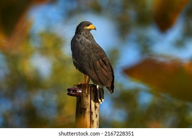 Zone-tailed Hawk, Buteo albonotatua, bird of prey sitting on the electricity pole, forest habitat in the background, Dominical, Costa Rica. Wildlife nature, Central America.
