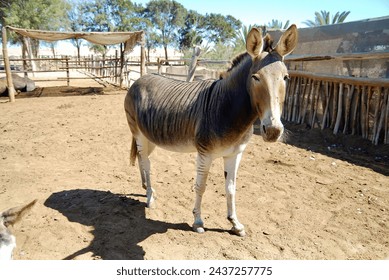 Zonkey, a zebra–donkey hybrid in South Africa..