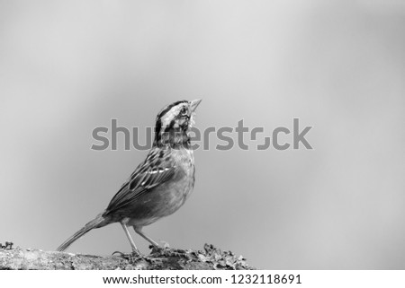 Image, Stock Photo Wagtail on rocks Nature