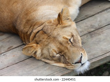 zoo