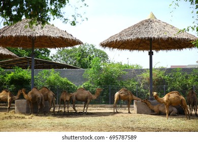 Zoo