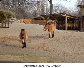 Zoo Animals Cages Aviaries Stock Photo 1071291359 | Shutterstock