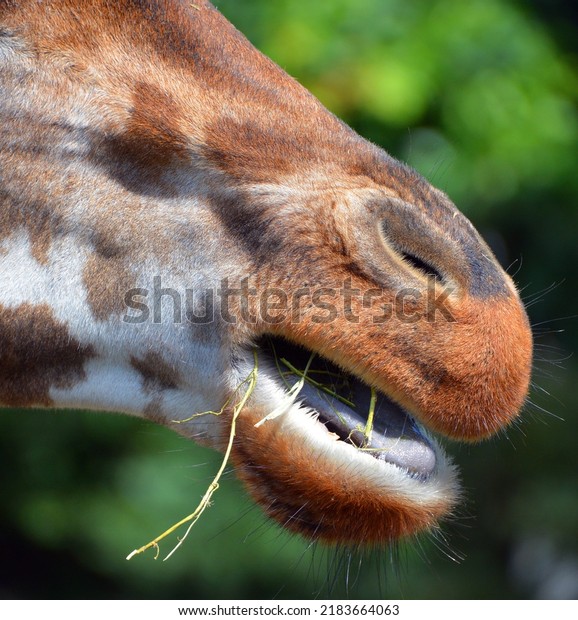At\
the zoo close up mouth of a giraffe (Giraffa camelopardalis) is an\
African even-toed ungulate mammal, the tallest of all extant\
land-living animal species, and the largest\
ruminant.