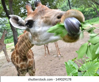Zoo Giraffe Eating 