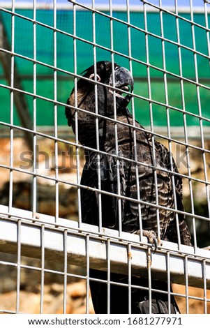 in a zoo in Greece, a parrot claws at the lattice of its cage and wears a shiny black plumage and bites into it with its beak