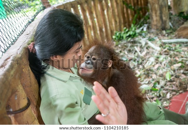 Zoo Keeper Carry Orang Utan Baby Stock Photo Edit Now