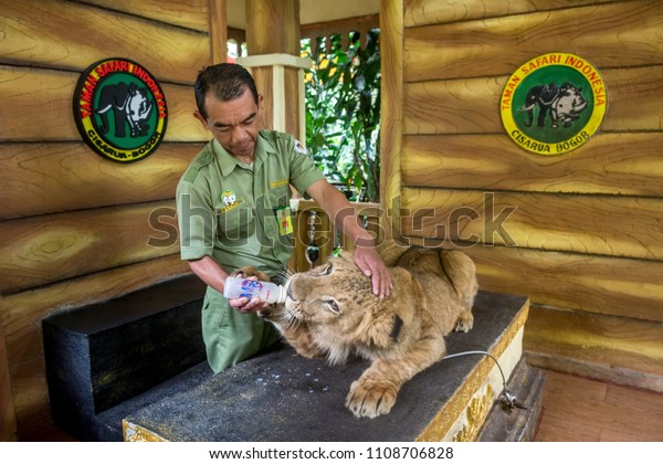 A Zoo Keeper was feeding the young lion , the\
visitor can take with the young lion at the Taman Safari, Bogor, on\
November 2017