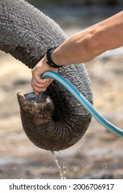 Zoo Keeper Give Water For Elephant