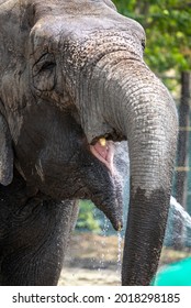 Zoo Keeper Give Water For Elephant