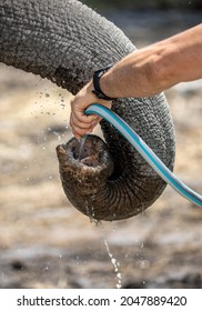 Zoo Keeper Give Water For Elephant