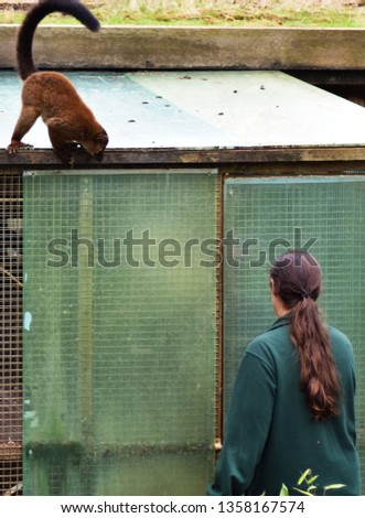 A zoo keeper going into a lemur house habitat cage in a wildlife park.