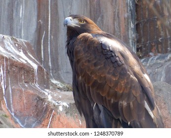 Japanese Golden Eagle Images Stock Photos Vectors