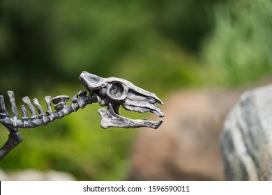 Zoo Ostrava, Czech Republic - September 8, 2019: Skeleton Of Horse Eohippus As Very Nice Model. Prehistoric Skeleton.