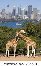 Zoo In Sydney