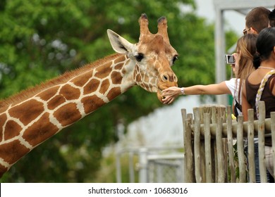 Zoo visitors feeding a giraffe from a raised platform.