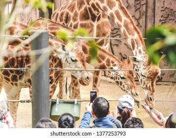 Zoo visitors are taking pictures and feeding giraffes in Taronga Zoo, Sydney, Australia, October 2018