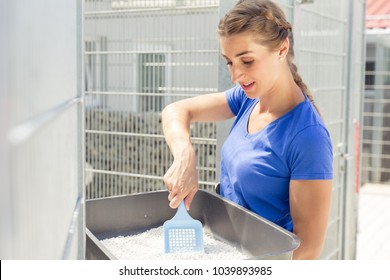 Zookeeper Cleaning Cat Toilet In Animal Shelter Taking Care