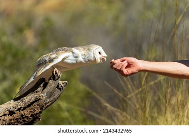 Zookeeper Feeding And Australian Barn Owl. Central Australia.