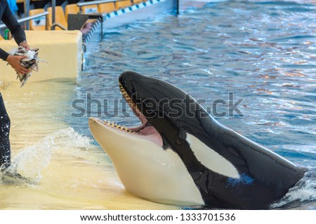 Zookeeper feeding orca whale and taking care of huge hunger.