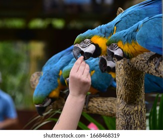 A Zookeeper Is Feeding Parrots By Hand