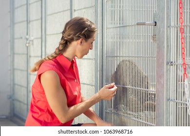 Zookeeper Playing With Cat In Animal Shelter In A Cage