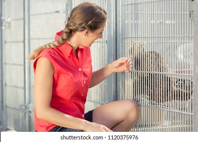 Zookeeper Playing With Cat In Animal Shelter In A Cage