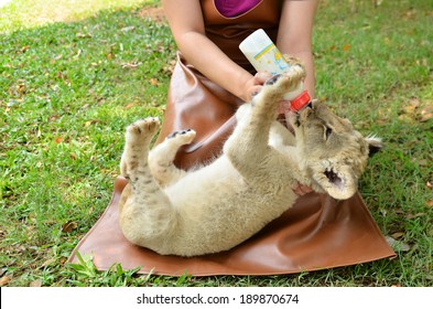 zookeeper take care and feeding baby lion