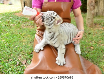 Zookeeper Take Care And Feeding Baby White Tiger