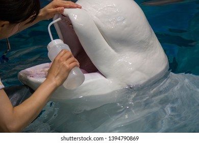 Zookeeper Uses Tool To Brush Beluga Whale's Teeth