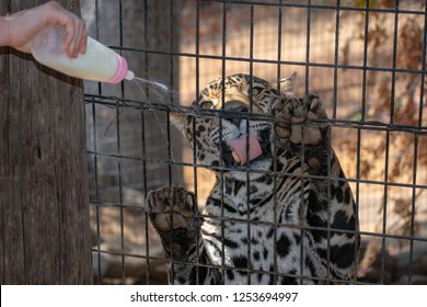 Zookeeper's hand feeding jaguar with milk from the baby bottle. Jaguar puts its paws with claws on fence