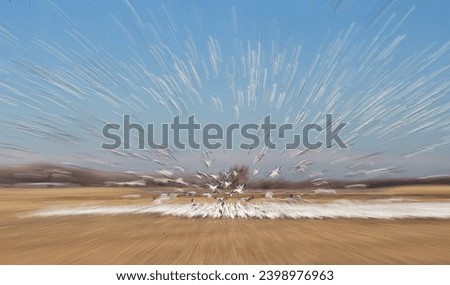 Zoom blur of a flock of snow geese