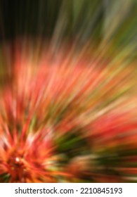 Zoom Blur On A Bunch Of Red Flowers