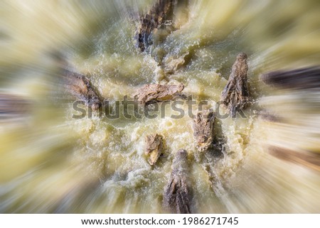 A zoom blur, top down view photo of hungry crocodiles in a feeding frenzy after sensing motion on the surface of a muddy jungle river.